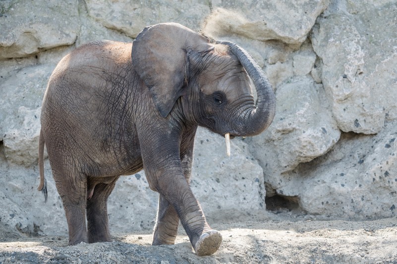 Afrikanischer Elefant – Tiergarten Schönbrunn