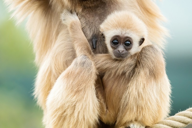 wei%C3%9Fhandgibbon_tgs_zupanc_04_animal_detail_801.jpg